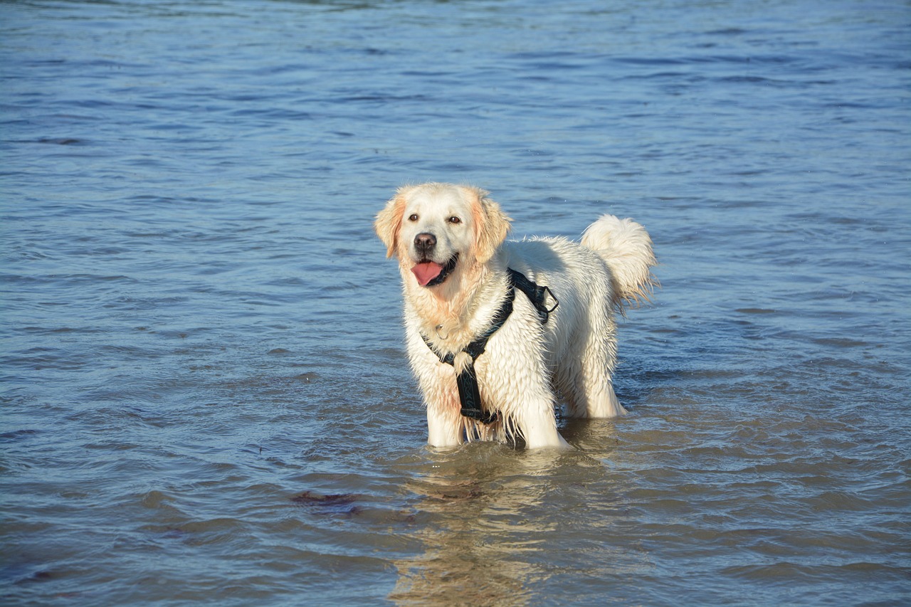 A Guide to the Different Types of Retrievers